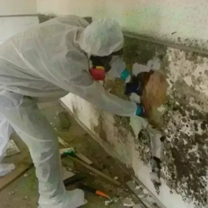 Mold Remediation and Removal in Clinton County, IN